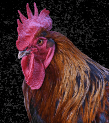 Image of a rooster's head with a black backdrop.